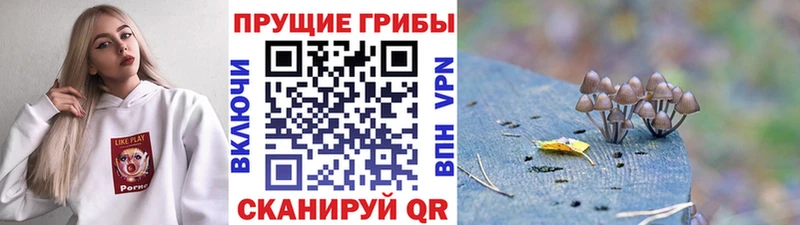 Псилоцибиновые грибы Psilocybine cubensis  Богородицк 